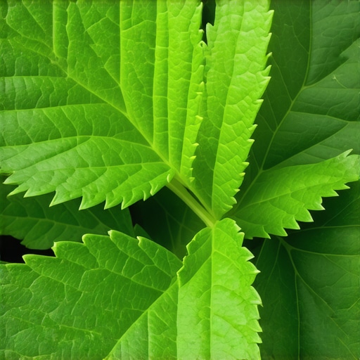 Fresh Nettles for Optimal Juice Preparation Close-up of fresh green nettle leaves ready for juicing, highlighting their vibrant color and health benefits.